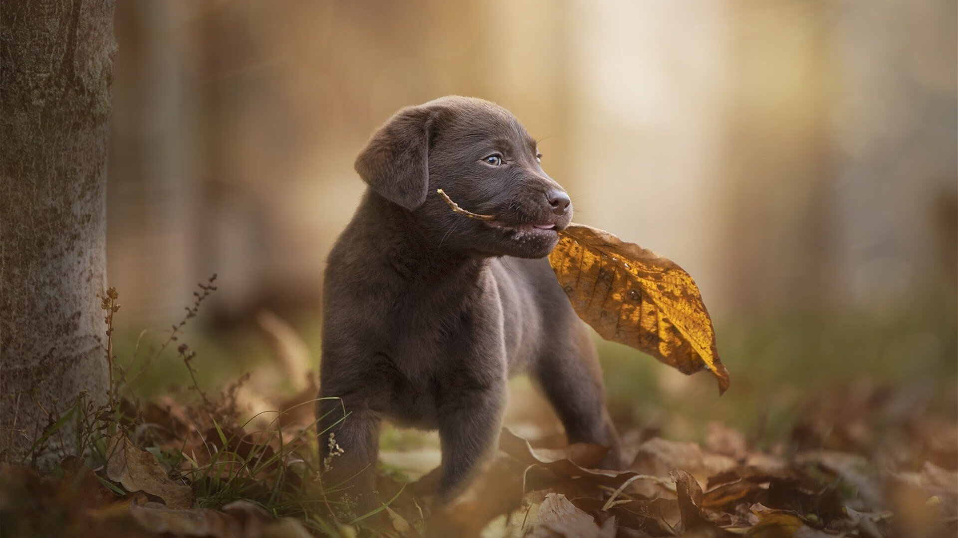 开云全站下载-_掘金多点开花，胜利之门打开_，掘金2021