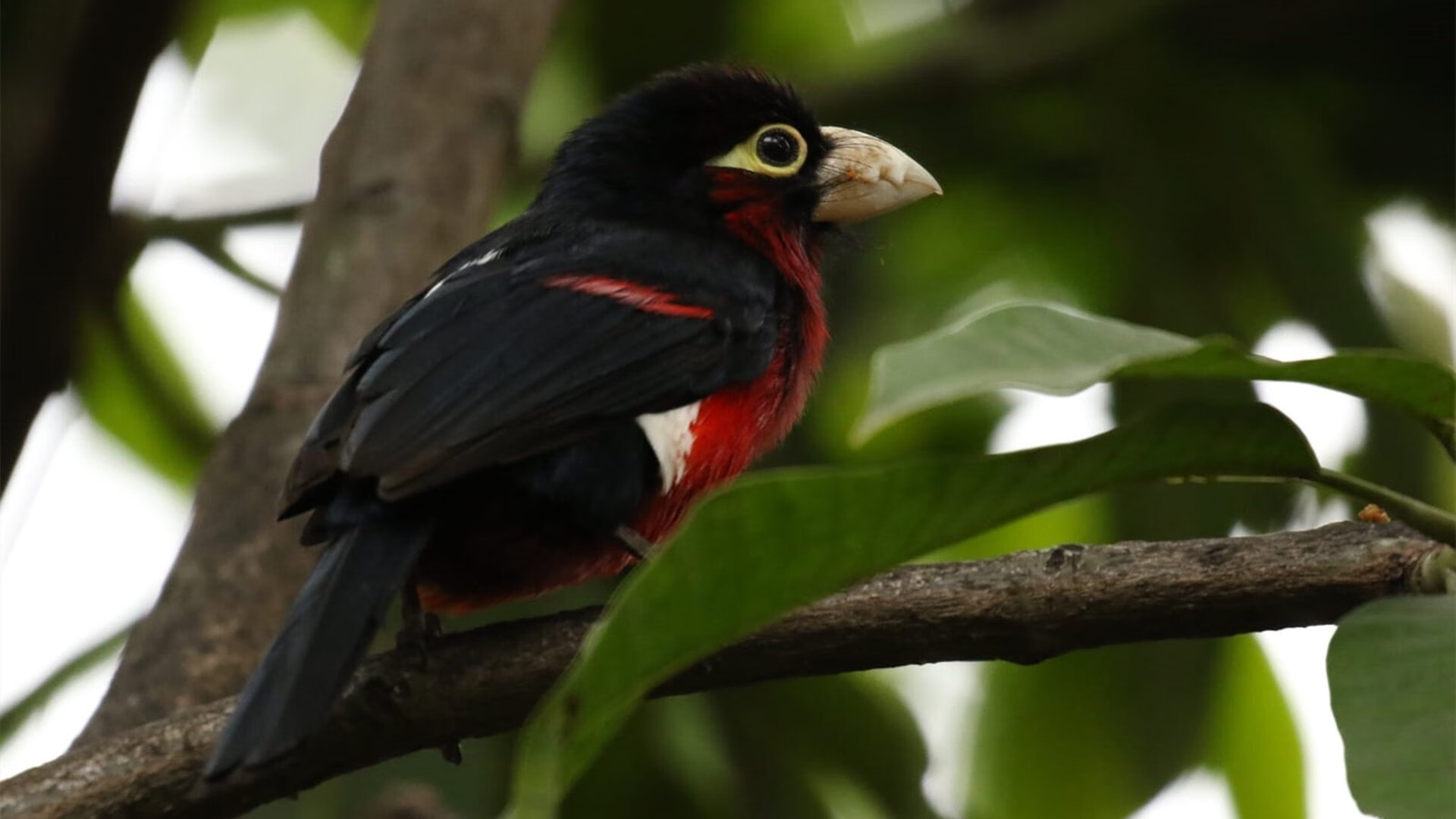 【赛前准备】运动员如何用战术策划应对不同对手?,运动员在赛场上如何快速决策