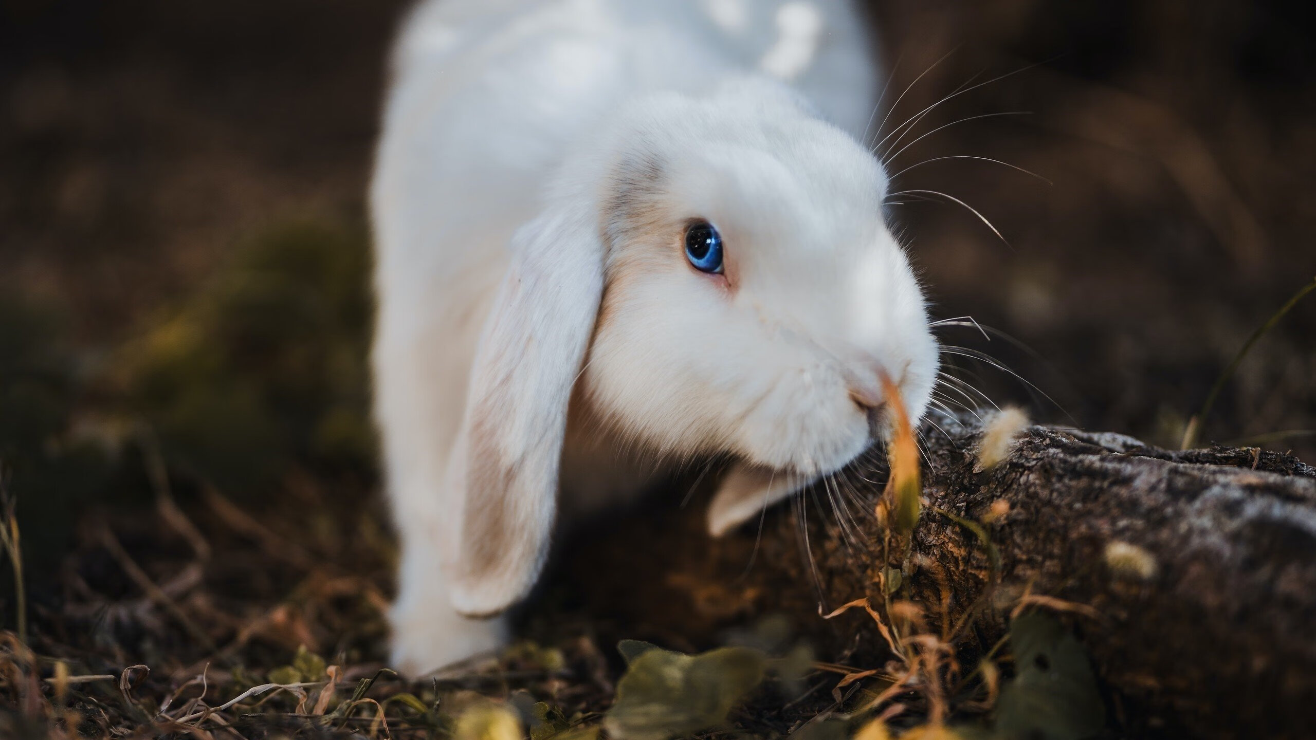 中国青少年篮球联赛全面升级，打造高水平比赛平台，2020全国青少年篮球比赛